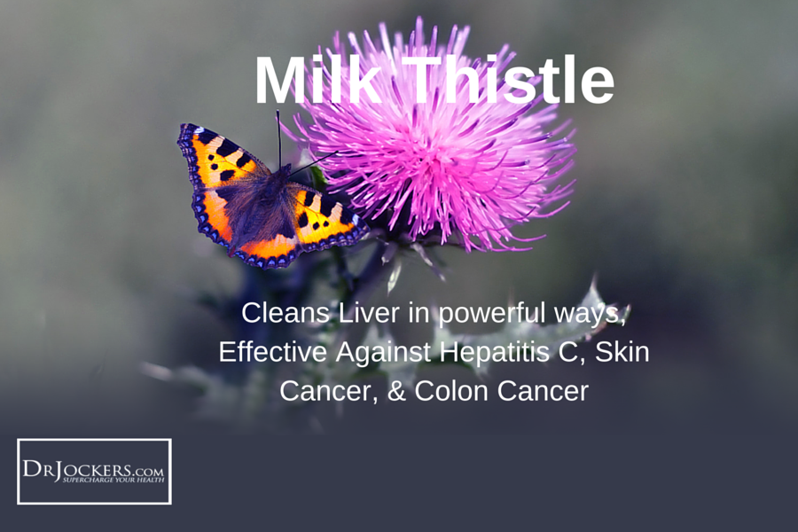 6 Ways Milk Thistle Improves Your Health