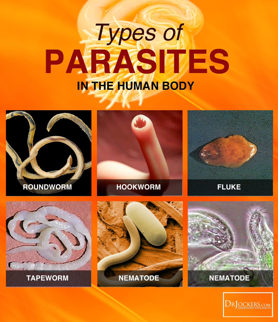 What Type Of Parasites Do You Have