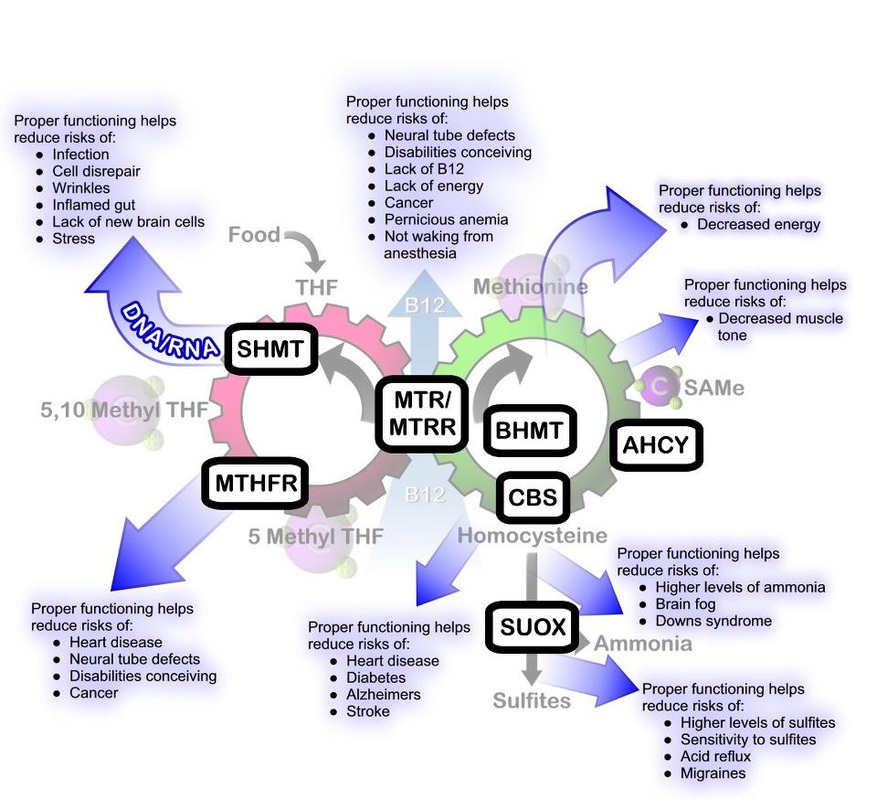 Understanding Methylation - DrJockers.com