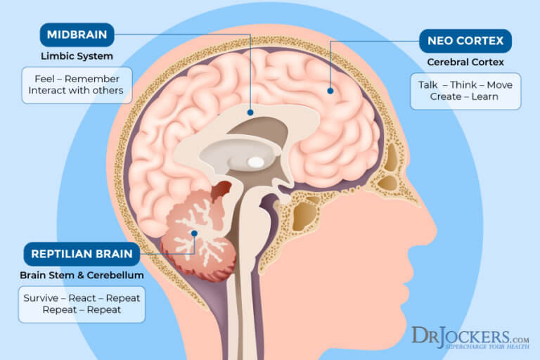 Limbic Retraining Strategies To Improve Limbic System Function