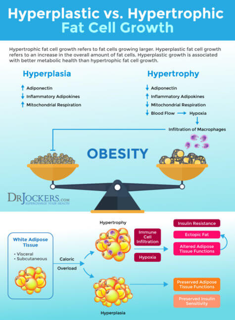 Visceral Fat What Is It And How It Drives Up Inflammation