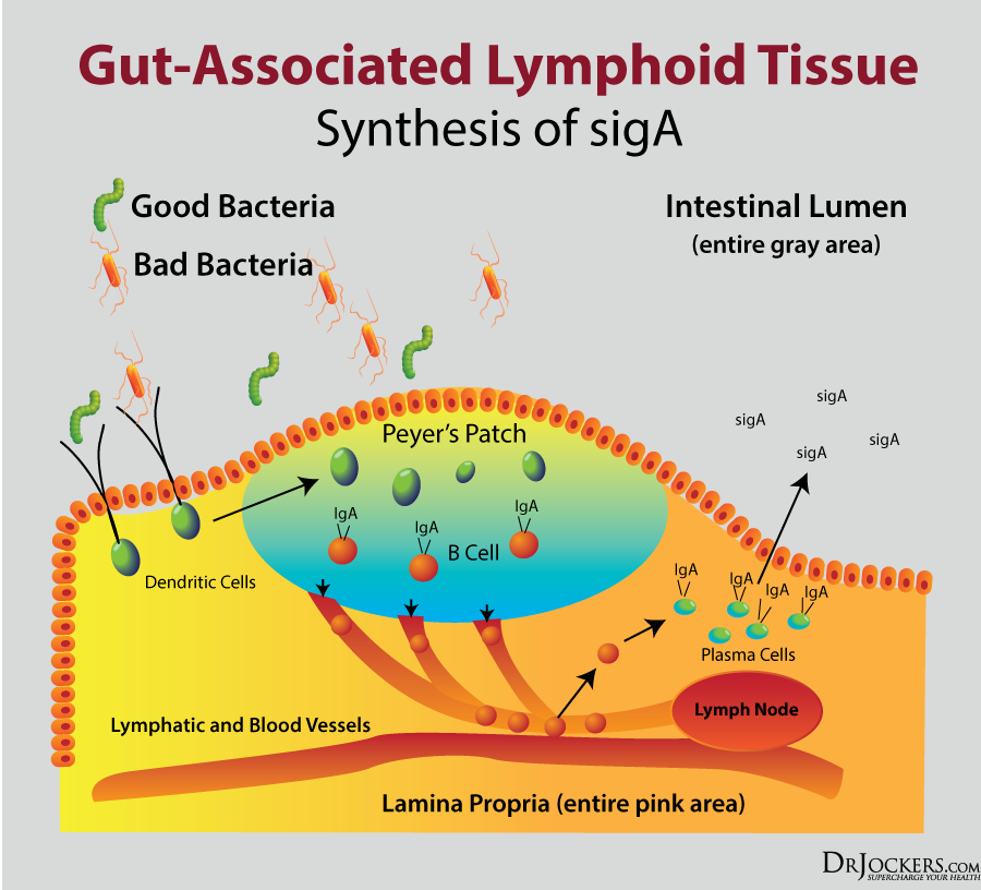 gut mucosa, Gut Mucosa: How To Strengthen Your sIgA Gut Immune System