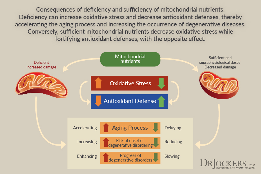 Mitochondrial, Mitochondrial Dysfunction and Chronic Disease