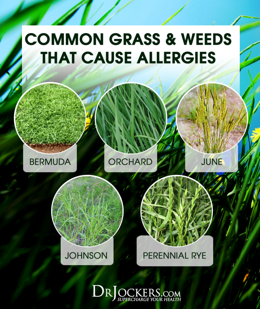 Allergies, Seasonal Allergies:  Symptoms, Causes and Natural Support Strategies