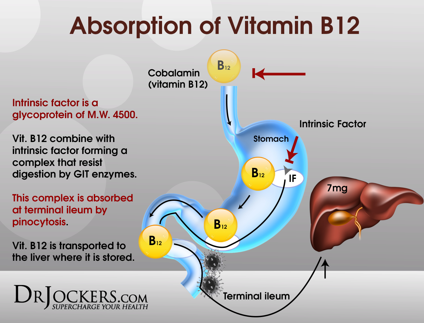 Vitamin B12 Metabolism Pathway