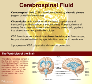 Enhance Cerebrospinal Fluid Flow Naturally - DrJockers.com