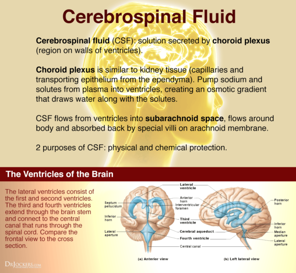 Enhance Cerebrospinal Fluid Flow Naturally - DrJockers.com