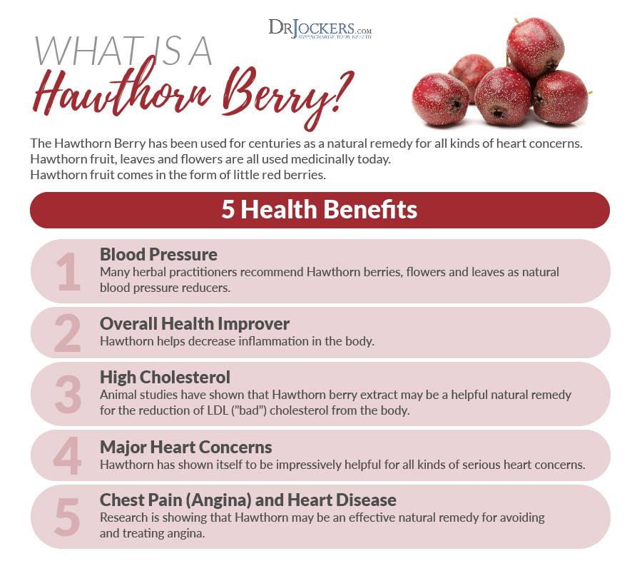 Hawthorn Berry, 5 Ways Hawthorn Berry Improves Heart Health