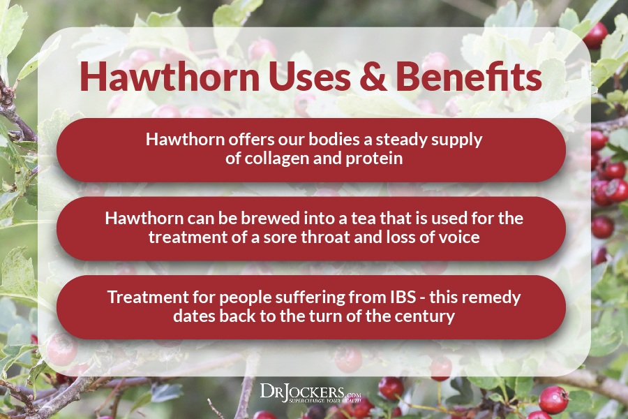Hawthorn Berry, 5 Ways Hawthorn Berry Improves Heart Health