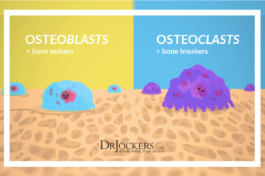 Osteoporosis Bone Regeneration