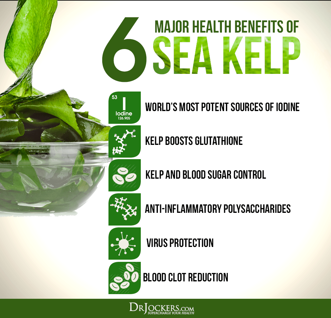kelp, 6 Major Health Benefits of Sea Kelp