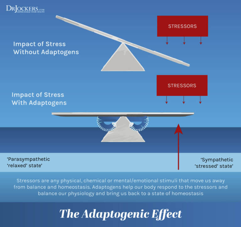 Ashwagandha Cycling The Science Backed Approach To Wellness - dnjarxz