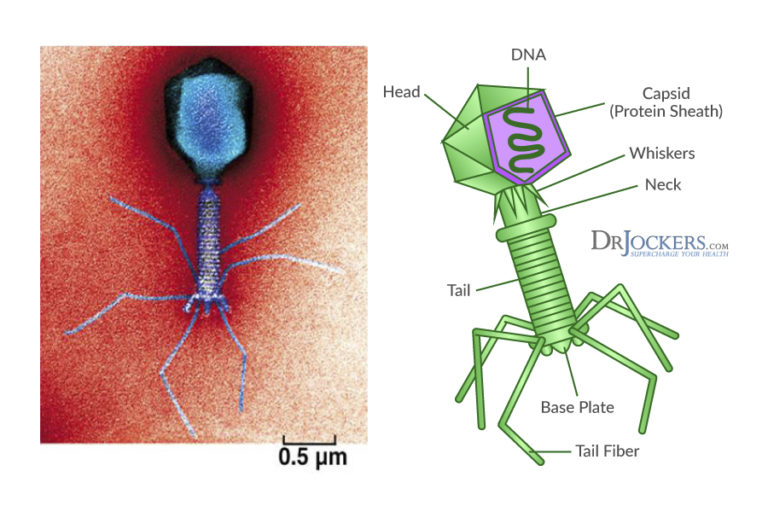 How Do Phages Improve the Microbiome?