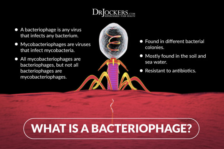 how-do-phages-improve-the-microbiome-drjockers