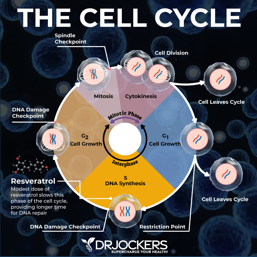 cancer stem cell