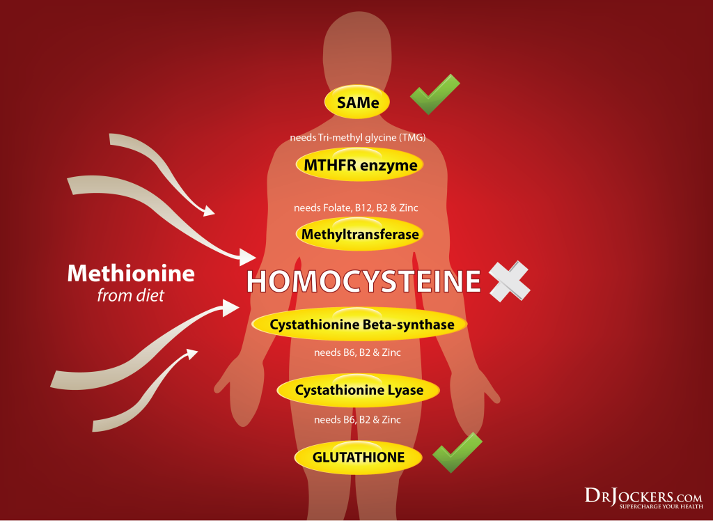 Homocysteine biochemical pathways_2