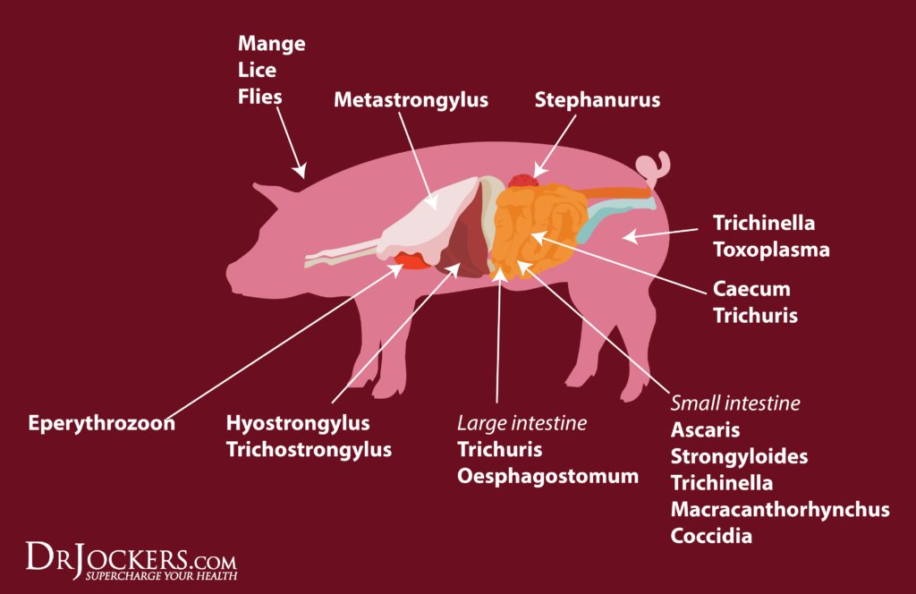 Pig Meat, Why I Don’t Eat Pig Meat