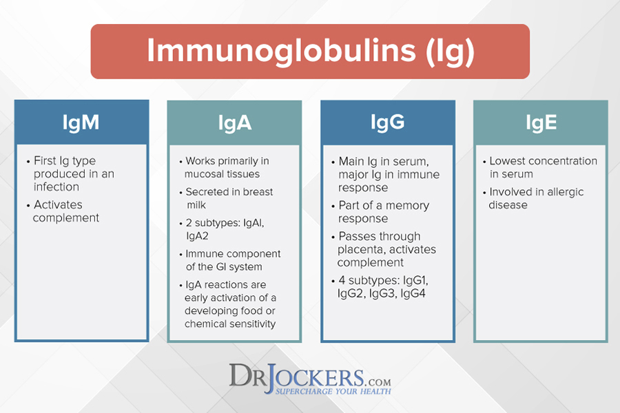 What Is Quantitative Immunoglobulin Test at Maritza Figgs blog