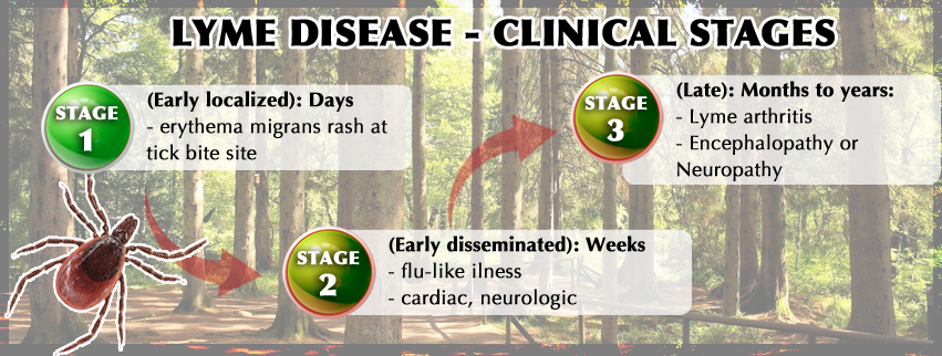lyme disease testing, Lyme Disease Testing