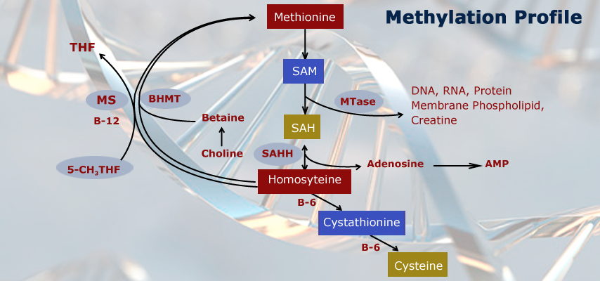 methylationprofile