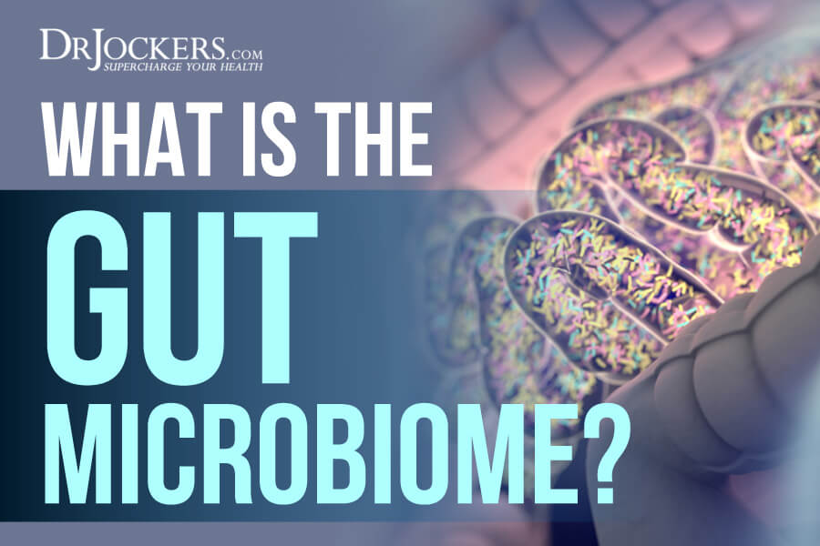 Microbiome, What is the Microbiome and How Does it Impact Our Health?