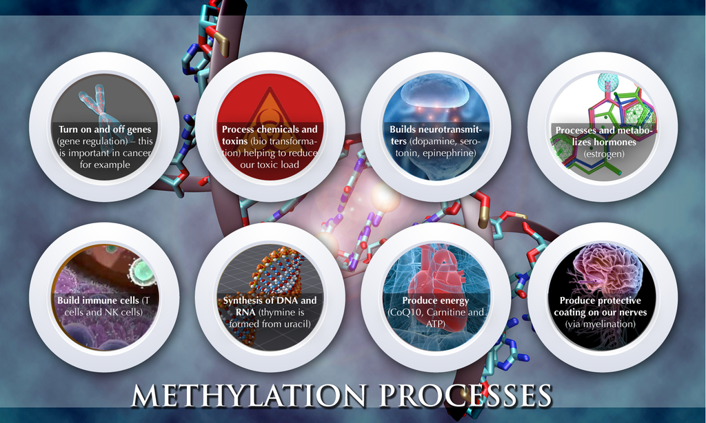 methylation, Understanding the Role of Methylation in Human Health