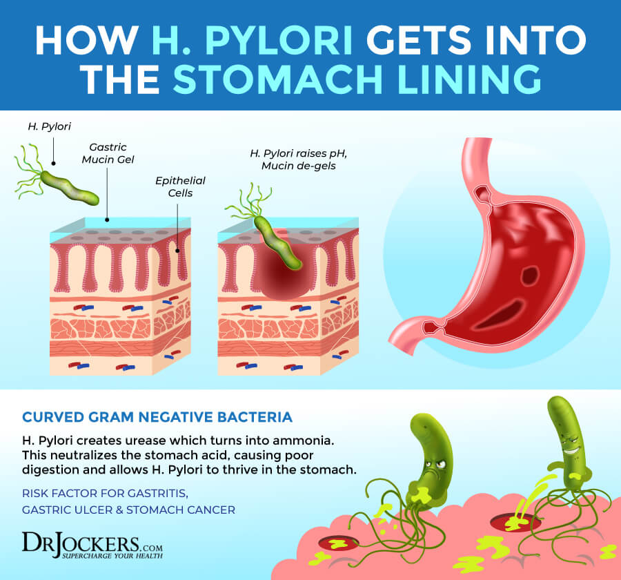 H Pylori Protocol Diet Herbal Strategies DrJockers H Pylori Protocol Diet Herbal Strategies DrJockers