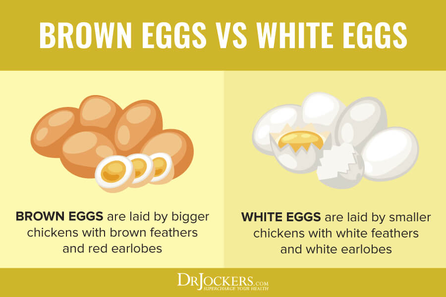Eggs, 10 Key Health Benefits of Eggs