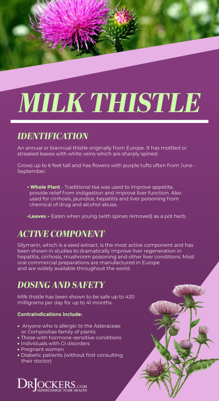 Milk Thistle 6 Amazing Health Benefits