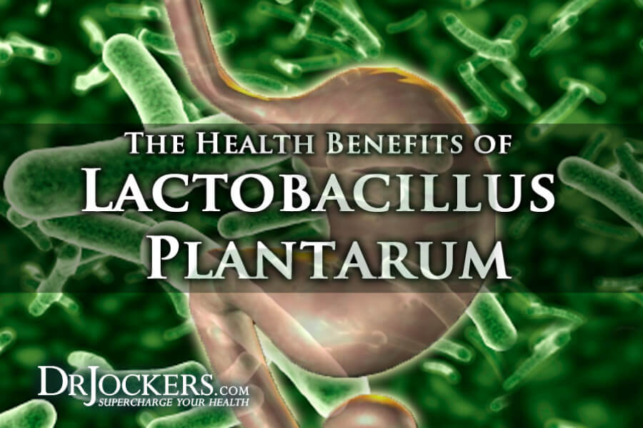 lactobacillus, The Health Benefits of Lactobacillus Plantarum