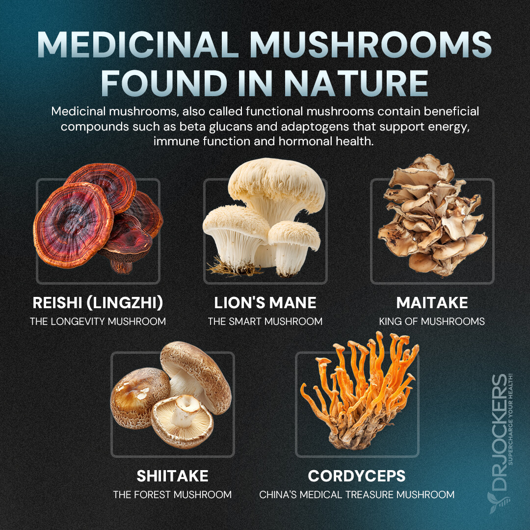 Cordyceps