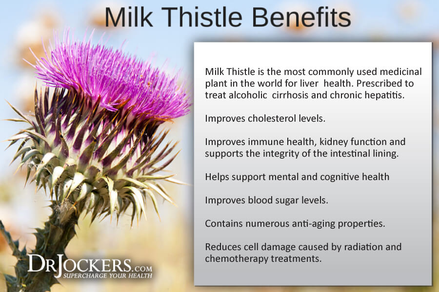 milk thistle, Milk Thistle: 6 Amazing Health Benefits