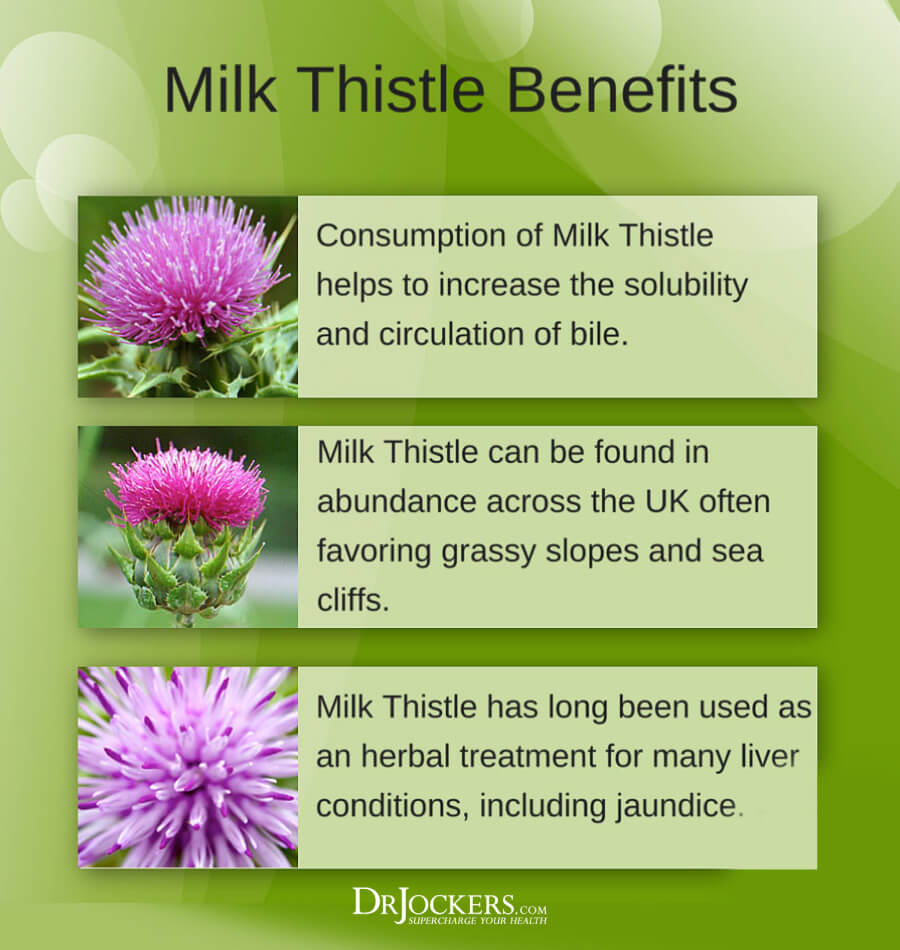 milk thistle, Milk Thistle:  6 Amazing Health Benefits