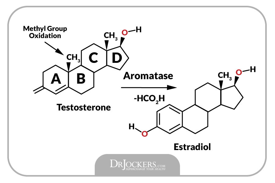 Aromatase, The 7 Best Aromatase Inhibiting Foods and Herbs