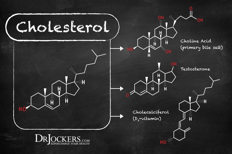 cholesterol myth