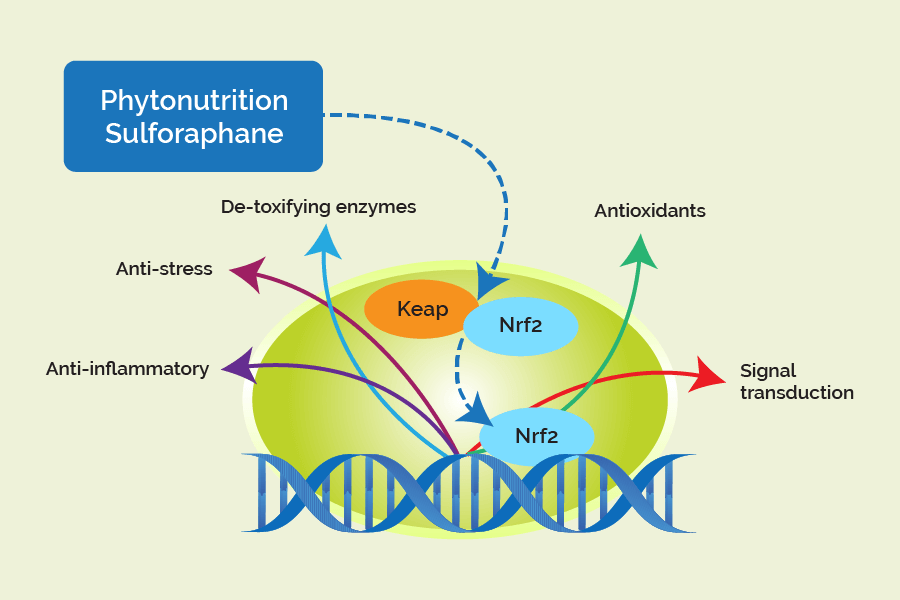 NrF2, 5 Ways to Activate the Antioxidant Benefits of Nrf2