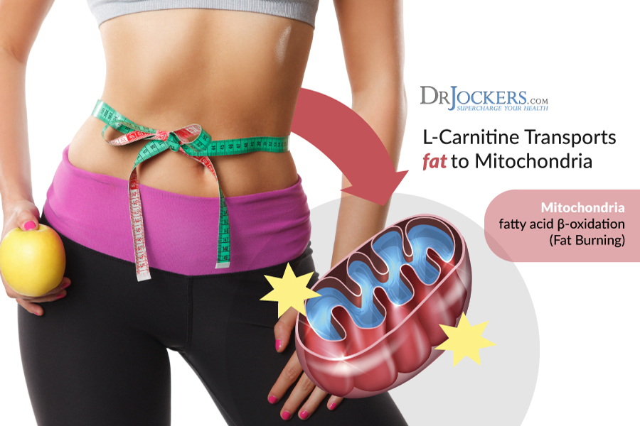 carnitine