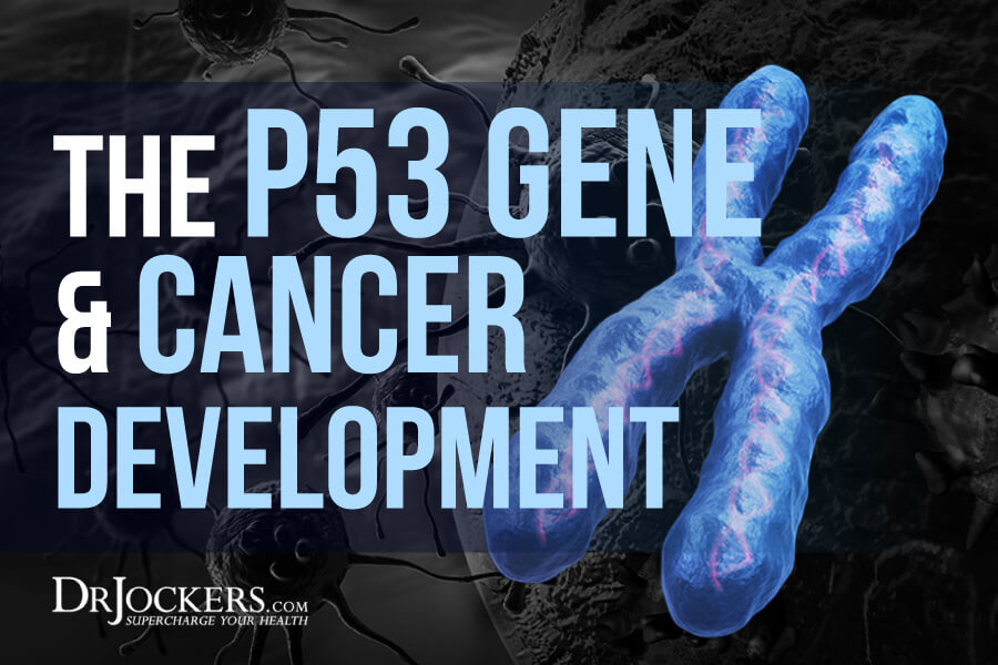 p53 gene, The p53 Gene and Cancer Development