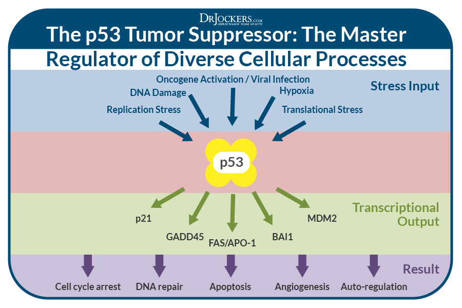 p53 gene, The p53 Gene and Cancer Development