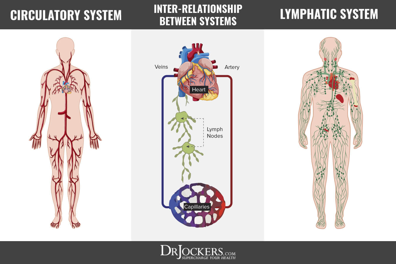 Lymphatic, Lymphatic Cleansing: 8 Ways to Clear Lymph Congestion