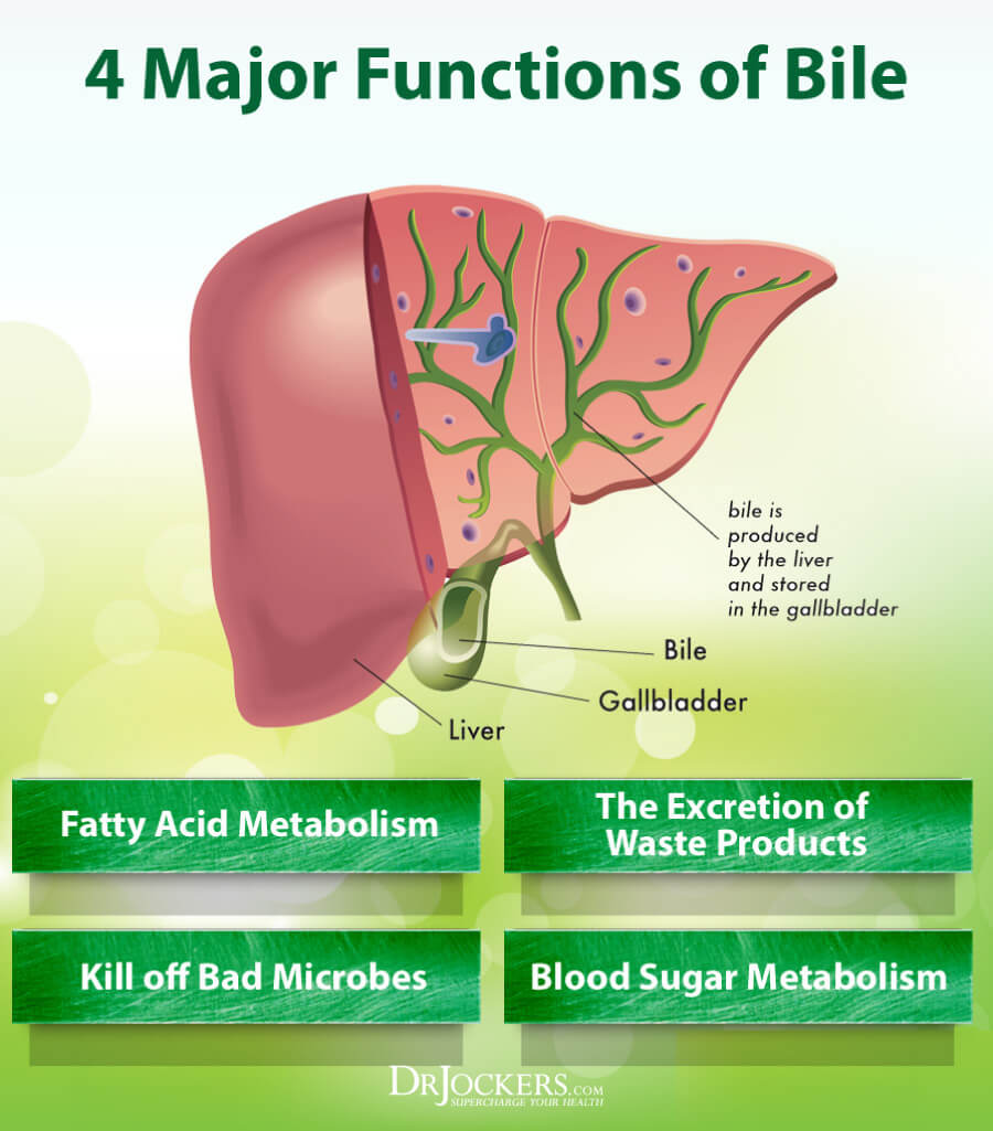 Bile, Bile: What is it? How to Improve Liver &#038; Gallbladder Health