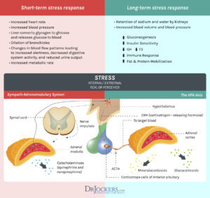 The 7 Key Phases of Adrenal Fatigue - DrJockers.com