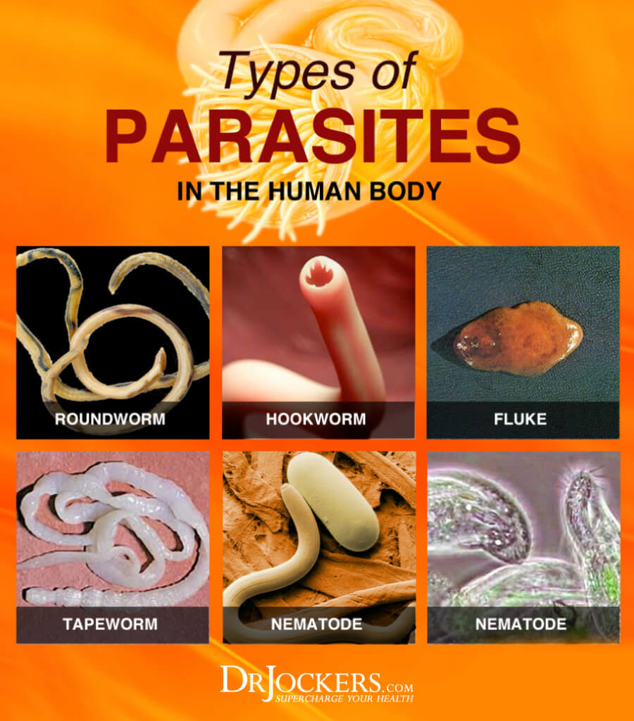 types of worms in human stool