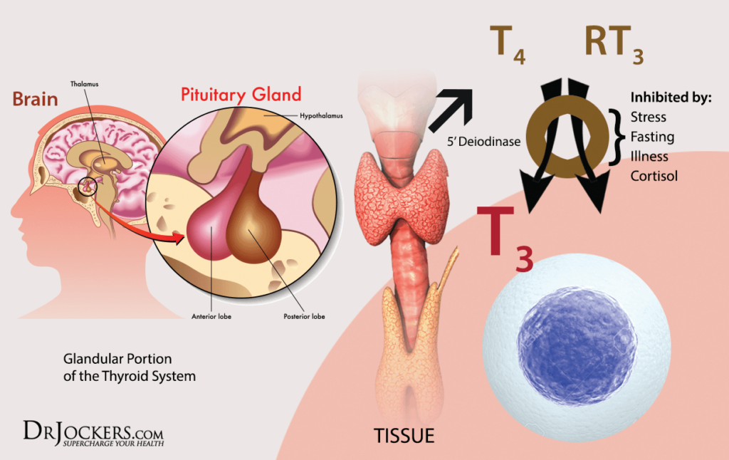 7-signs-of-an-underactive-thyroid-drjockers