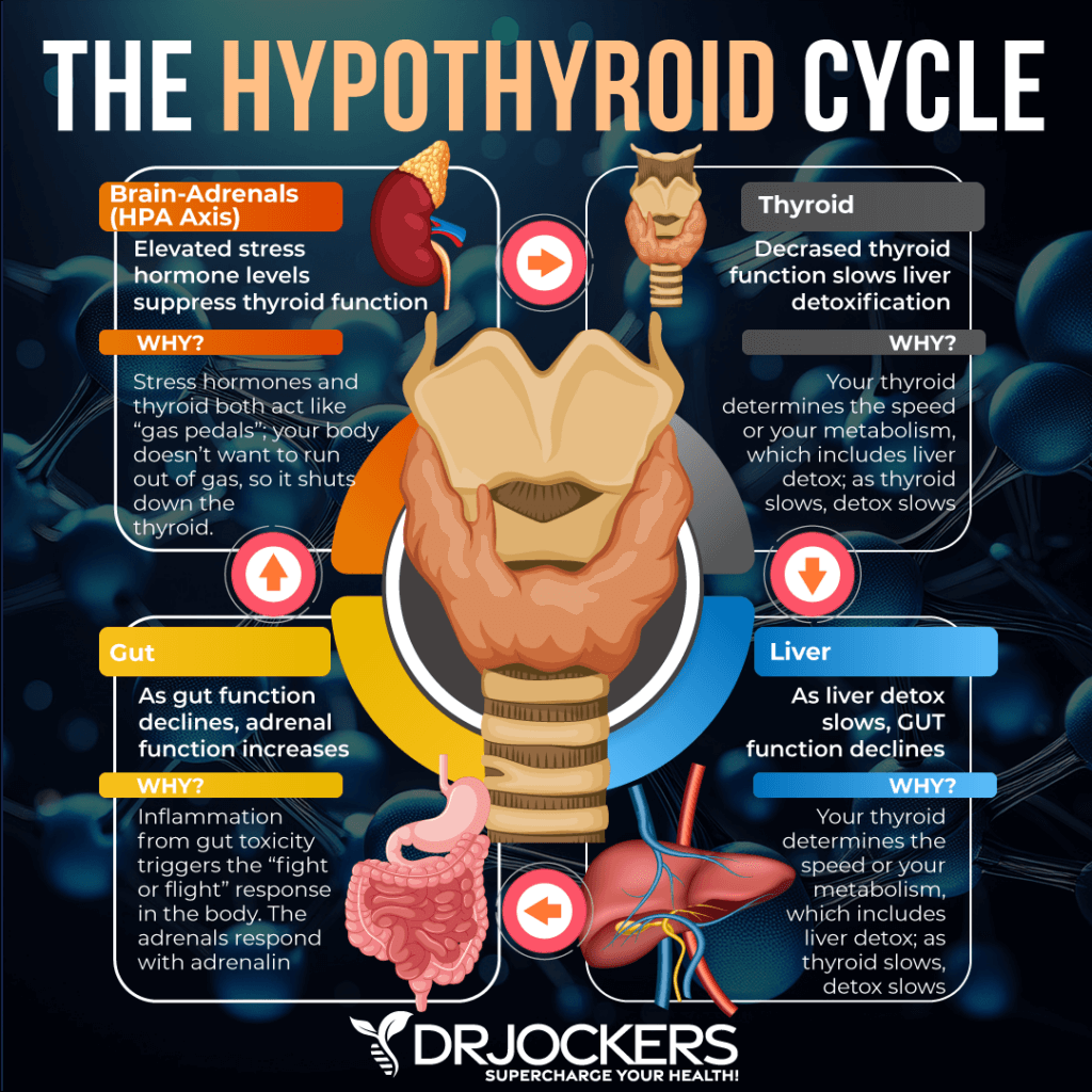 How to Test Your Thyroid Function at Home - DrJockers.com