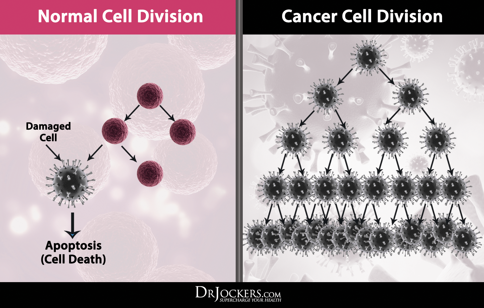 Cancer Cells vs. Normal Cells: How Are They Different?