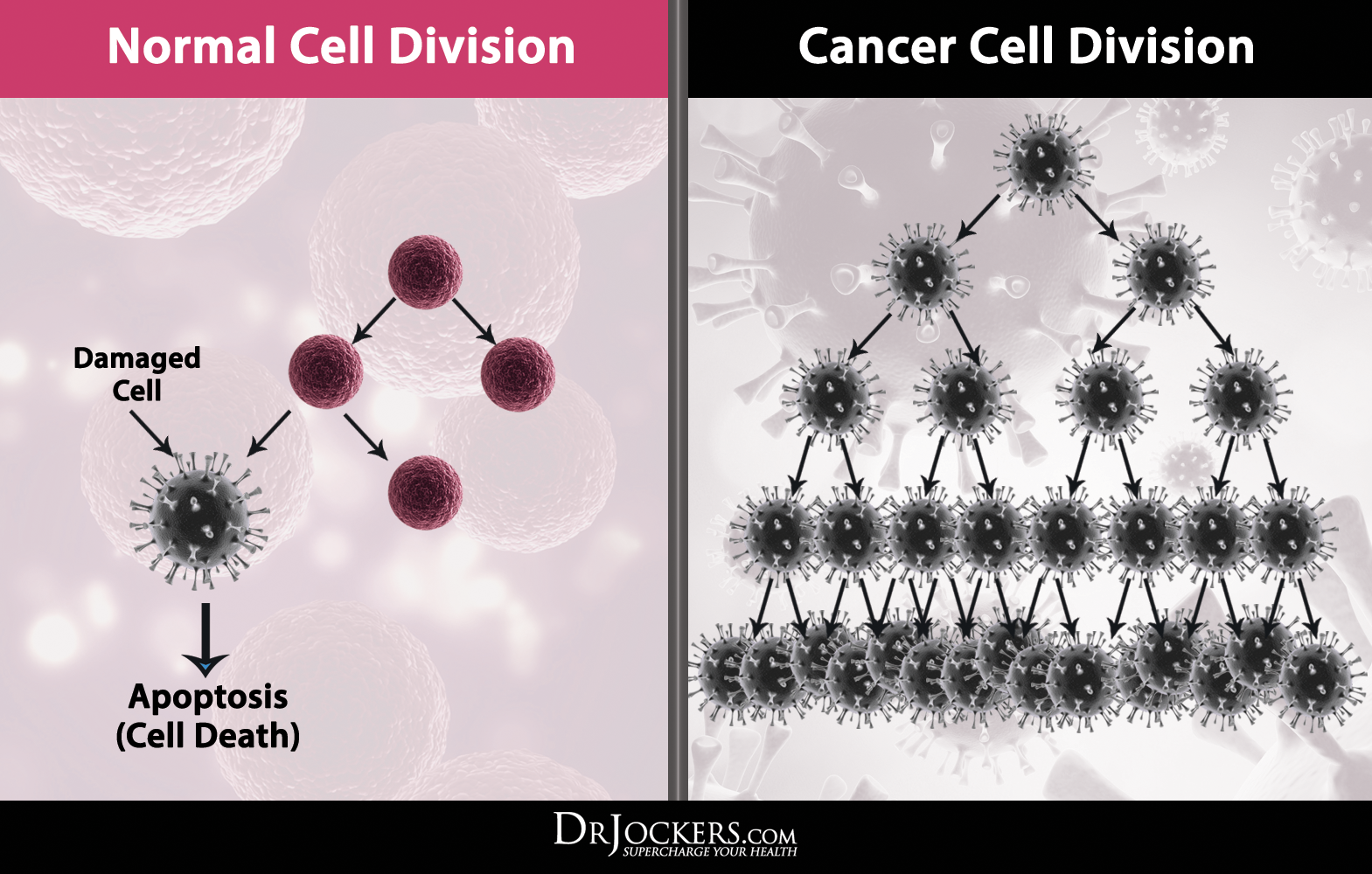 skin-cancer-cells-vs-normal-cells