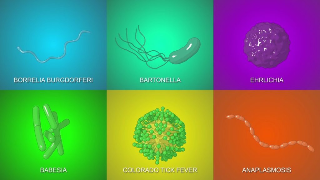 Lyme Disease Symptoms, Causes and Natural Support Strategies