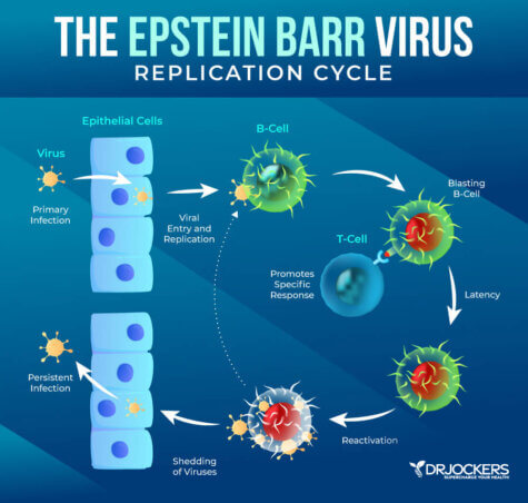 Epstein Barr Virus: Symptoms, Causes and Support Strategies