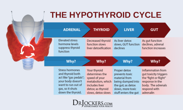 How to Test Your Thyroid Function at Home - DrJockers.com